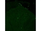 Anti-Mannose Receptor Antibody for Immunofluorescence