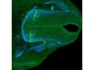 Reliable Anti-Chx10 Antibody for Immunofluorescence