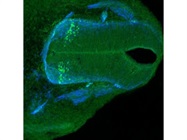 Reliable Anti-Chx10 Antibody for Immunofluorescence