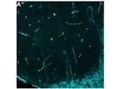 Reliable Anti-CLDN5 Antibody