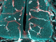 Anti-NG2 Antibody for Immunofluorescence