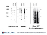 Custom Host Cell Protein Antibody & Assay Services
