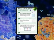Infographic: Primary Antibody Validation