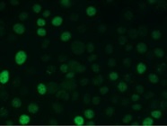 Skp2 Antibody in Oral Keratinocytes