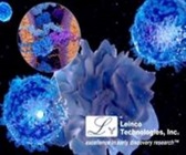 Immune Checkpoint Antibodies