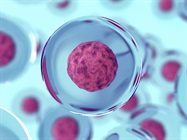 Studying 3D Organoids with Live-Cell Analysis