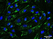 Specific Staining of SORBS2