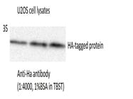 Anti-HA.11 Antibody from BioLegend