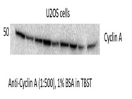 Anti-Cyclin A Antibody from BioLegend