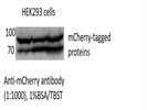Anti-mCherry Tag Antibody from BioLegend