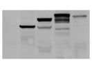Reliable Detection of Cleaved Caspase-3
