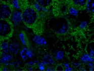 Anti-VASA Antibody for Immunofluorescence