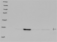 Excellent Antibody for Immunodetection of CXCR3 Proteins in Human Cells