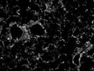 CD31 Antibody for IHC/IF