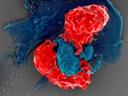 A Guide to Regulatory T Cell Markers