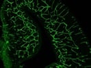CD31 Antibody for Immunofluorescence