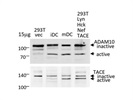 Excellent Anti-ADAM17/Tace Antibody