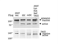 Excellent Anti-ADAM17/Tace Antibody