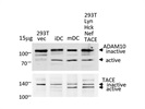 Very Good ADAM10 Antibody for WB
