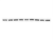 Great Loading Control Antibody for JAK Signaling