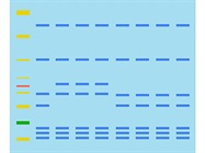 Western Blot Troubleshooting Guide
