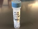 Perfect P-JNK Antibody for Western Blot