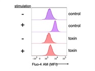 Cell Permeant Stain for Calcium Flux