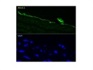RECA-1 Antibody Suitable for IHC