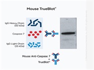 How to Obtain Publication-Quality IP-Western Blot Data
