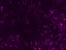 Antibody for Detection of TIMP2