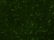 Occludin Antibody for Immunofluorescence