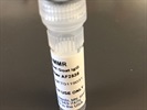 Good CD206 Antibody for Immunostaining