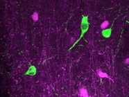 Antibody for Detecting 5HT Neurons