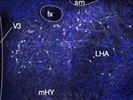 Very Bright 2nd Antibody