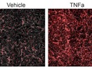 VCAM-1 Staining for Fluorescence Imaging
