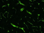 Good CD13 Antibody