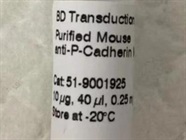 Great Anti-P-Cadherin