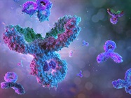 Infographic: Secondary Antibodies at a Glance