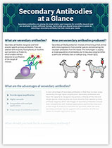 Infographic: Secondary Antibodies at a Glance | Biocompare: The Buyer's ...