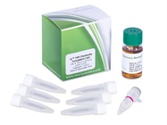 Intact Genomics Competent Cells