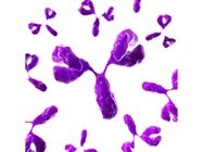When to Use Recombinant Antibodies