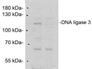 Good Anti-DNA Ligase 3 Antibody