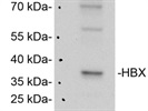 Excellent Anti-HBX Antibody