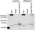 PNGase-F Used to Detect NTCP