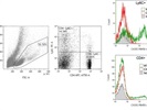 Good CXCR3 Antibody For Flow Cytometry