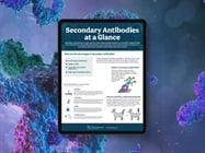 Infographic: Secondary Antibodies at a Glance