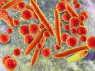 Infographic: 6 Things You Need to Know About Mycoplasma