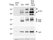 Excellent Anti-p-Src Antibody