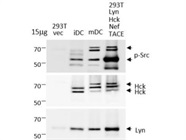 Very Good Lyn Antibody for WB