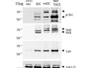 High Quality Antibody for HCK